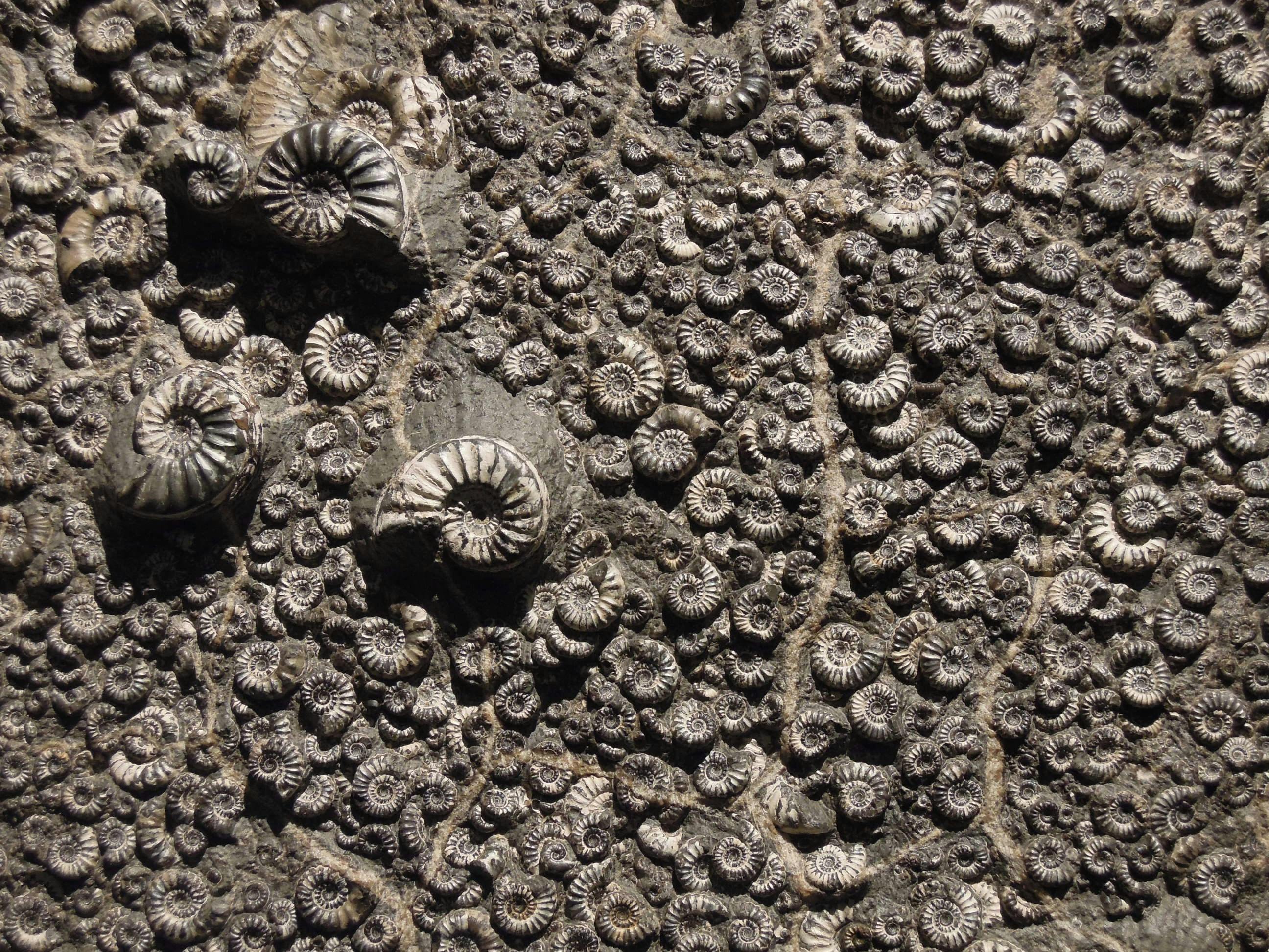 Multiple sea fossils encased in stone.